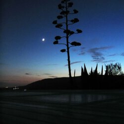Bon Nuit